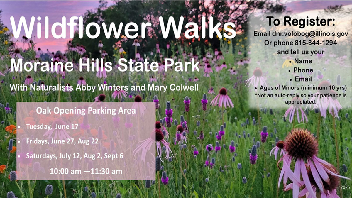 Wildflower Walks at Volo Bog